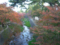画像: 夙川の紅葉です