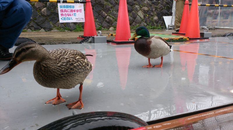 画像: 京都　でも　　屋形船