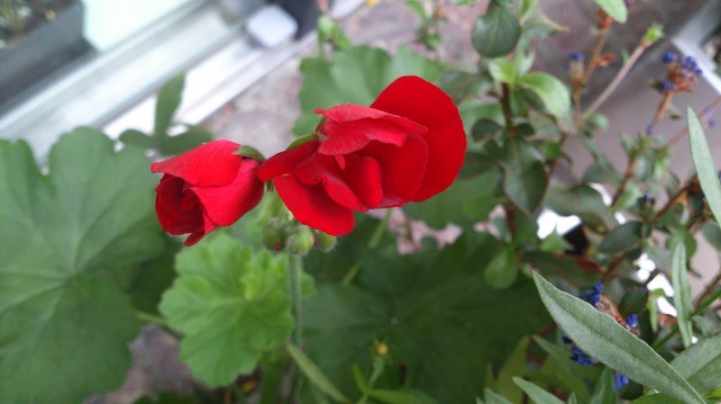 画像: 赤い　　花　　✿